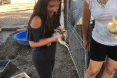 ducklings