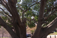 great-tree
