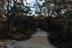 bushwalk-from-cabin