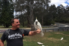 cockatoos