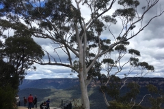 eucalyptus-trees