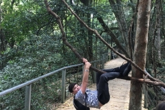 jungle-vines-strong-enough-to-hold-a-car-or-kid
