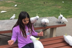 lexi-cockatoos
