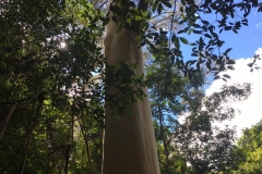 tree-view