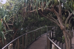 palms