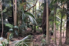 jungle