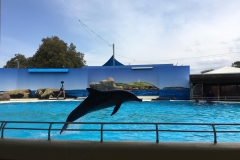 dolphin