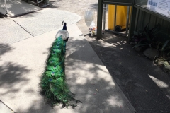 peacock