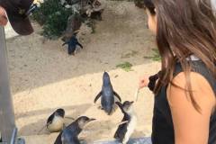 penguins