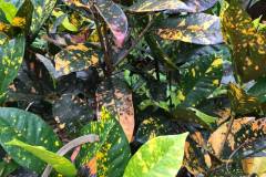 dom_10_plants