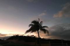 palm-tree-sunset