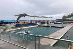 1_dolphin-training
