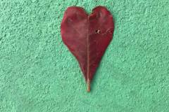1_heart-shaped-leaf