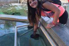 1_lexi-turtle