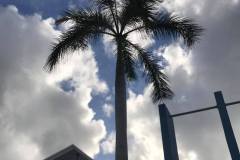 1_palm