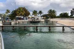 turtle-ponds