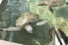 turtles