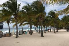 palms
