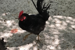 rooster