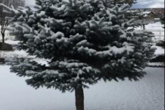spruce