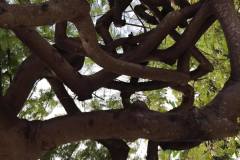 banyon-tree