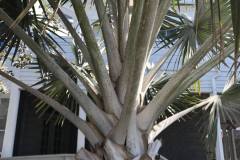palm