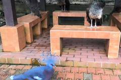 blue-rock-pigeon