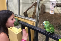 parrot