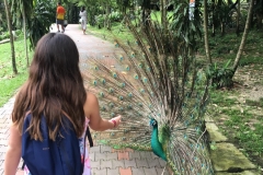 peacock-colors