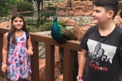 peacock