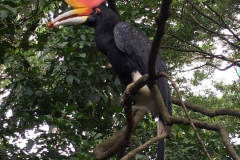 wildlife