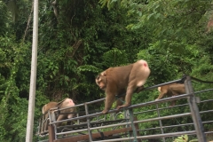 coconut picking monkeys