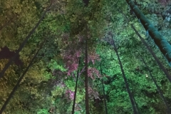 trees