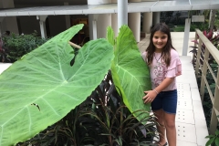 Huge Native Jungle plants