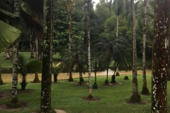 The-trees-of-names