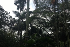 jungle-trees