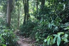 The jungle