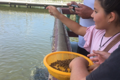 feeding the fish & turtles