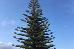 pine