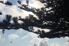 view
