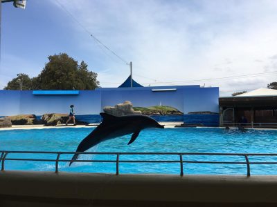 Coff’s Harbour Dolphin Conservation Center