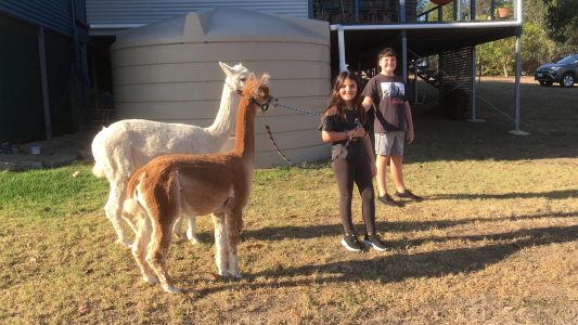 Alpaca Farm Stay in Roadvale